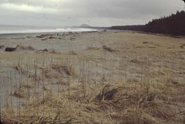 Active dunes and shoreline near Masset