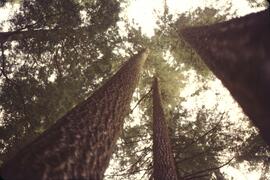 View from the base of a Douglas fir, Garibaldi Park