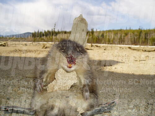 Original Digital object not accessible