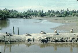 Canada geese at George C. Reifel Migratory Bird Sanctuary