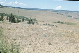 Overgrazed rangeland near Riske Creek
