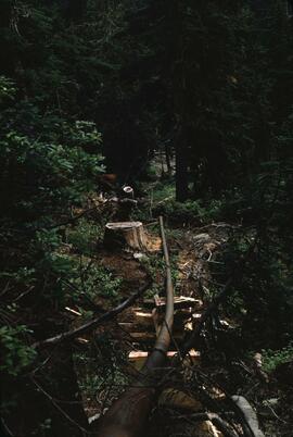 Forest trail on Sleese Mountain