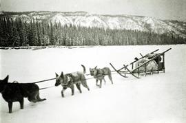 Dog sled team near Aleza Lake