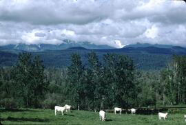Charolais cattle at Brisco