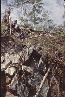 Shallow limestone soils in Nimpkish Valley