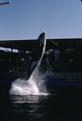 Orca "Haida" jumping at Sealand of the Pacific