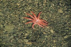 Starfish at Tsusiat Falls on the West Coast Trail