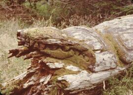 Ninstints totem poles at Anthony Island