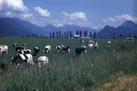 Dairy farm, Pitt Polder