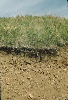 Typical alpine soil at Ealue Lake