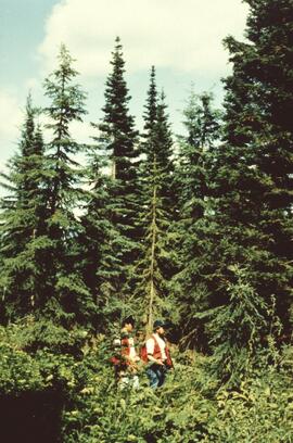Michael Jull and unknown man in light residual basal area, Summit Lake