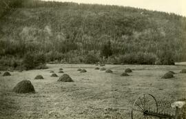 Rich farmland and crops near Fort Fraser
