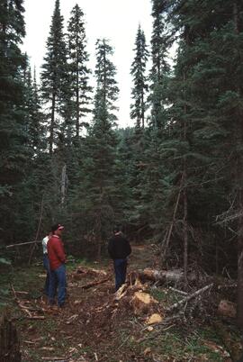 Horse-logged SBSvk area with single-tree selection, Pass Lake