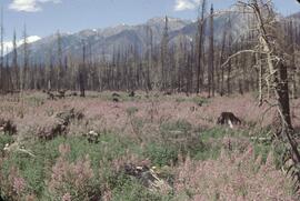 Fireweed and burnt trees north of Donald