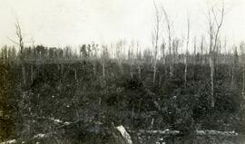 Five acre garden tract, Fort Fraser