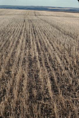 Wheat growing in field at the Runka farm