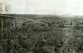 Rich farmland at Fort Fraser