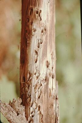 Beaver teeth marks in birch tree at Stein Valley