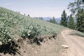 Spring and unbloomed sunflowers near Kamloops