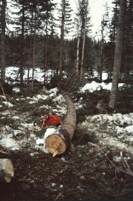 Defective cull, marked-to-cut swept log, Summit Lake Selection Trial
