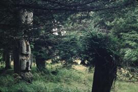 Ninstints totem poles on Anthony Island