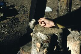 Feeding a Canada Jay (Whisky Jack) at Three Brothers Mountain