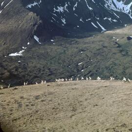 Stone sheep in the Eaglenest Range