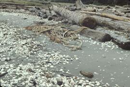 Kelp and shells on beach near Tow Hill