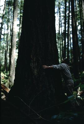 Norm Sprout and huge Douglas fir at UBC Research Forest, Haney