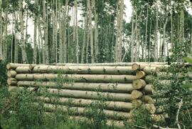 Building a log cabin at Tuya River