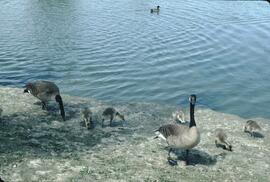 Canada geese and goslings at George C. Reifel Migratory Bird Sanctuary