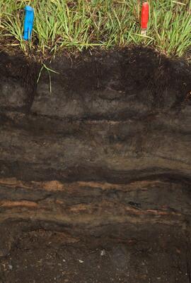 BC12-15 soil profile view
