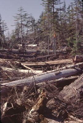Debris remaining after cedar and hemlock harvest in Nimpkish Valley