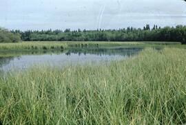 Waterfowl area at Snowchea Bay beach