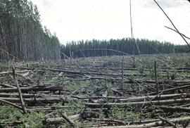 Land clearing at Vanderhoof