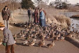 Mallard ducks at George C. Reifel Migratory Bird Sanctuary