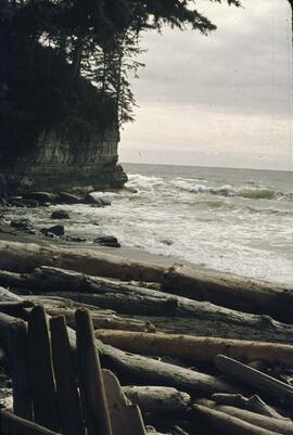 Logs and driftwood at Mabens Beach