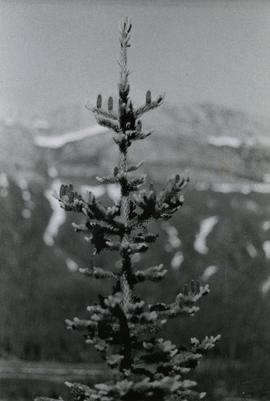 Female flowers of Abies lasiocarpa prior to pollenation, Pine Pass