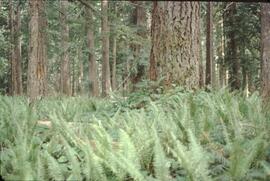 Douglas-fir sword fern site in NimpkishValley