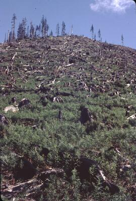 Douglas fir regeneration and old stand after recent logging in Nimpkish Valley
