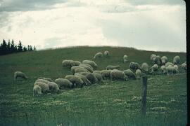 Sheep in field near Vanderhoof