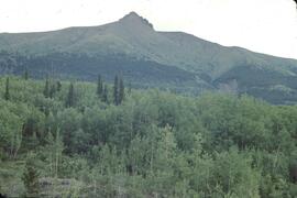 Aspen, alpine forest and alpine vegetation at Kinaskan Lake