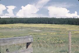 Mustard and cloud pattern at Nulki Lake