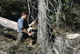 John Jungen measuring tree age at Kindersly Creek