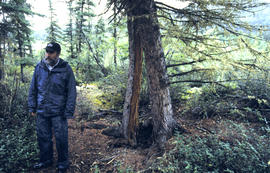Split tree upslope from thaw slump, Stuart R (Mayo)