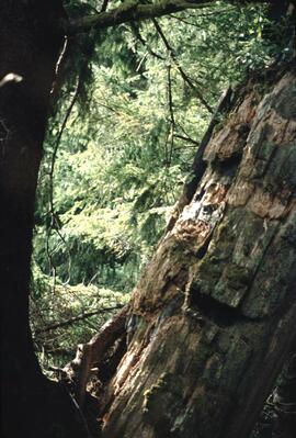 Ninstints totem poles at Anthony Island