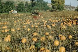 Harvesting pumpkins at Susan Lake