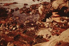 Remnants of a boat wreck at southern area of Mabens Beach