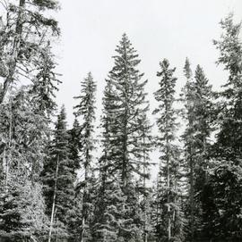 Comb-like form of White Spruce at Nursery Road, Aleza Lake Forest Experiment Station