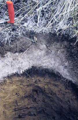 Y02-02 Grassland soil with WR ash